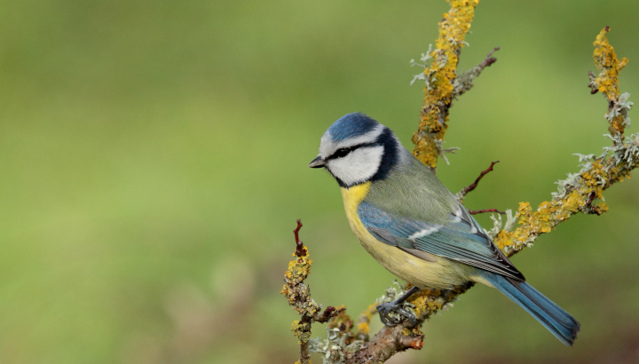 Balade nature dans les parcs des Minimes